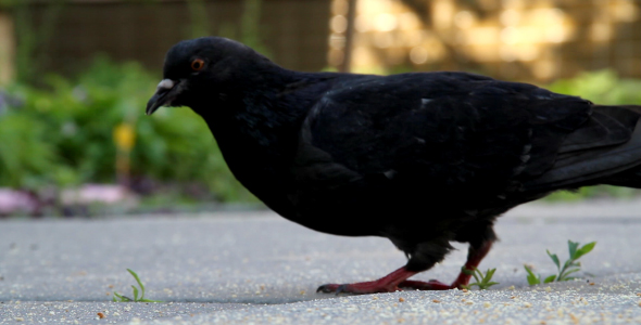 Pigeons Pigeons