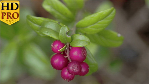 A Cowberry Plant With Six Fruits on it A Cowberry Plant With Six Fruits on it
