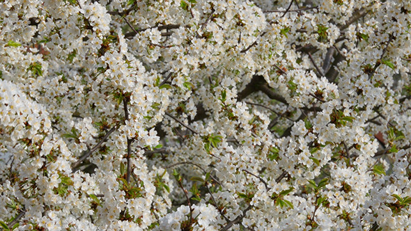 Tree Branch With White Flowers Tree Branch With White Flowers
