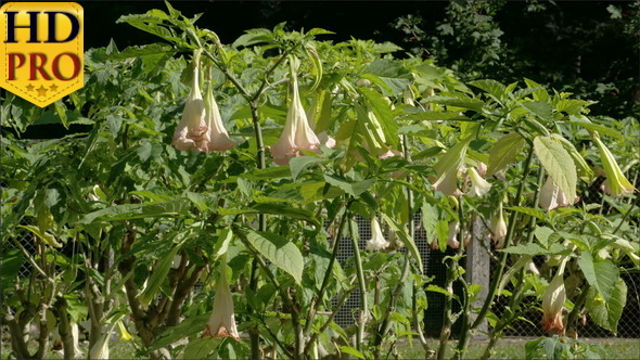 The Flower Bell Plants in the Garden