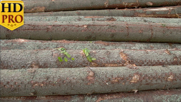 The Body of the Logs from the Spruce Trees The Body of the Logs from the Spruce Trees
