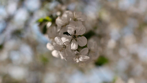 A Branch of Apricot Trees Shall Reel Wind A Branch of Apricot Trees Shall Reel Wind