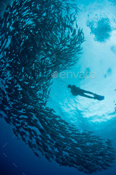 scuba diver and schooling fish