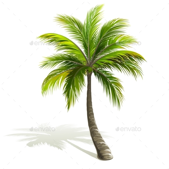 GraphicRiver Palm Tree 11301017 GraphicRiver Palm Tree 11301017
