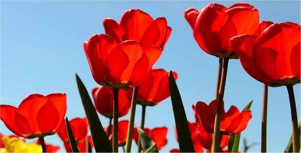 Tulips 4