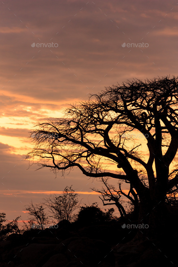 African baobab in a lovely evening sun (Misc) Photo Download