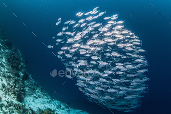 large school of sardines