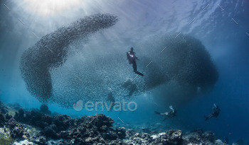 diver and the sardines