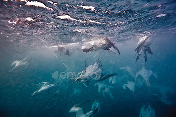 underwater gannets