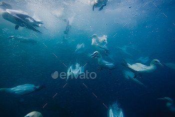 gannets feeding underwater