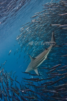 shark feasting on sardines