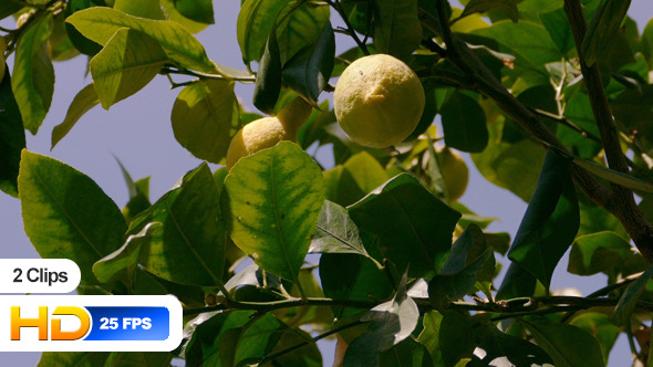 Lemon Tree Lemon Tree