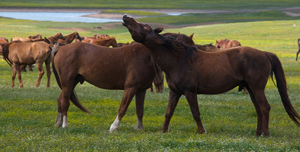 Wild Horses 2 Wild Horses 2