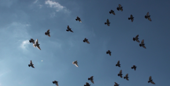 Flock Of Birds HD Flock Of Birds HD