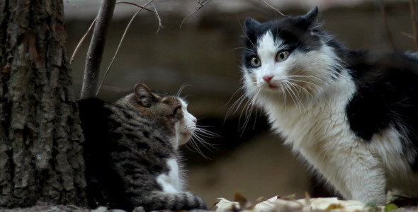Fighting Cats Fighting Cats