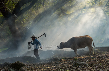 Farmer and Buffalo in Xiapu