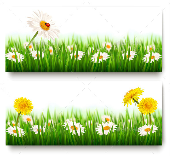 Nature Banners With Colorful Summer Flowers (Flowers & Plants)