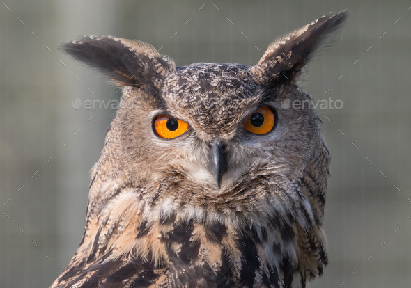 Eagle Owl Portrait (Misc) Photo Download