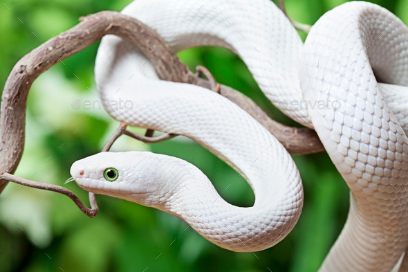 White Texas rat snake on a wooden branch