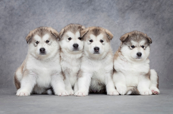 Four malamute puppies