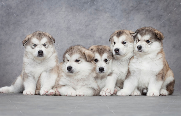Five malamute puppies