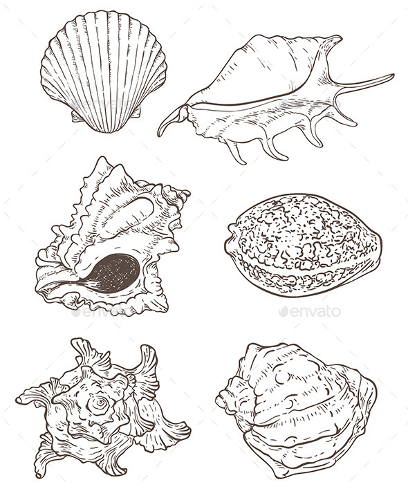 GraphicRiver Set of Sea Shells 11323600 GraphicRiver Set of Sea Shells 11323600