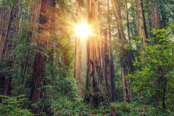 Sunny Redwood Forest