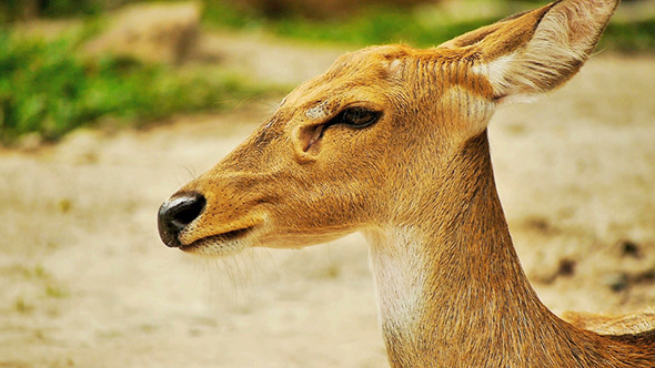 Deer in a Natural Reserve Park Deer in a Natural Reserve Park