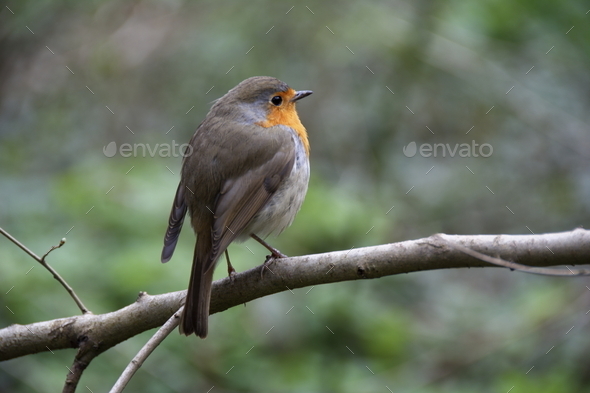 robin redbreast (Misc) Photo Download