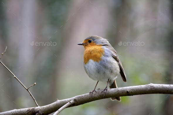 robin redbreast (Misc) Photo Download