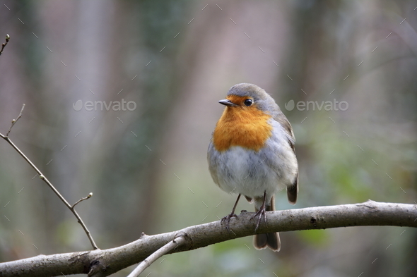 robin redbreast (Misc) Photo Download