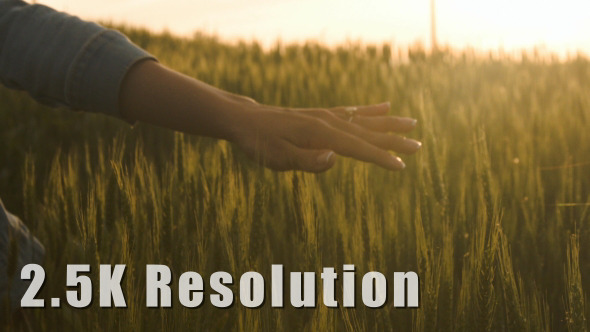 Girl Hand through Wheat Field Girl Hand through Wheat Field