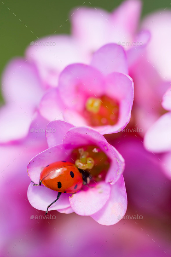 Ladybug inside pink flowers (Misc) Photo Download