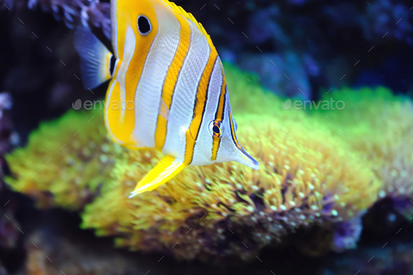 Tropical fish chelmon rostratus (Misc) Photo Download