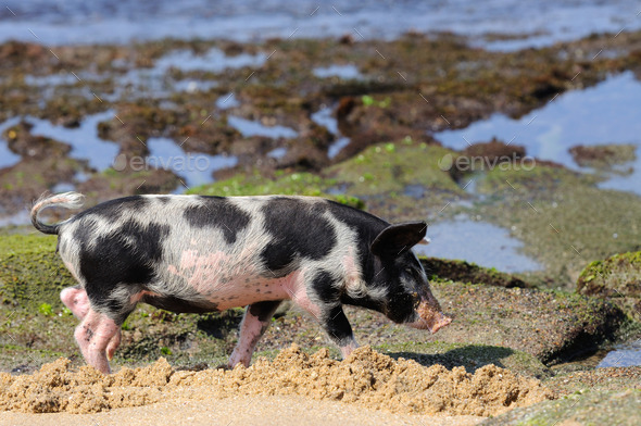 Piglet at beach (Misc) Photo Download