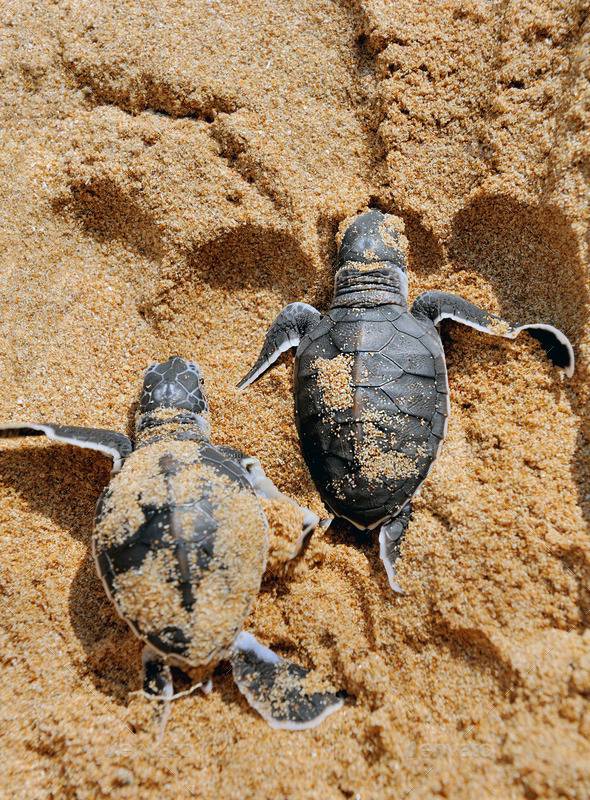 Baby turtles (Misc) Photo Download