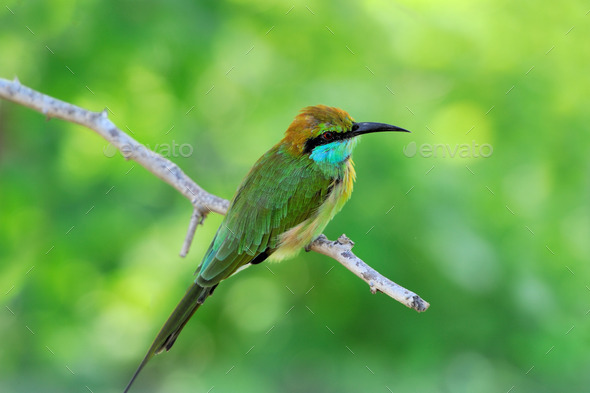 Little Green Bee-eater (Misc) Photo Download