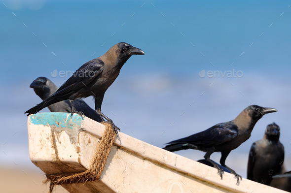 Crows (Misc) Photo Download