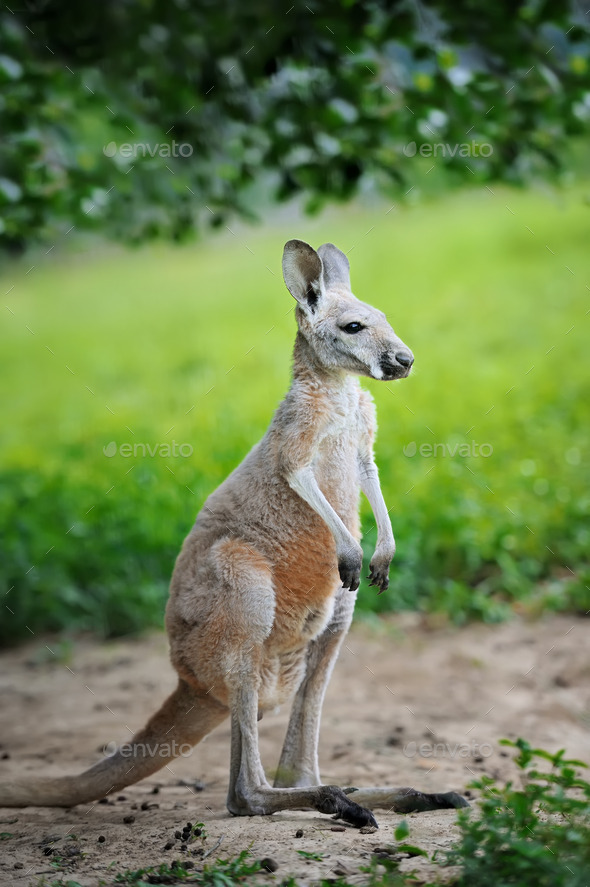 Kangaroo (Misc) Photo Download