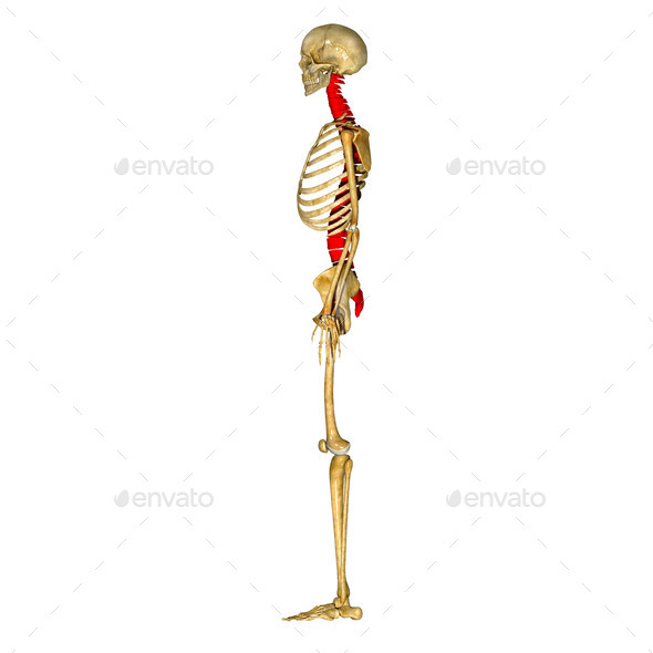 Spinal cord (Misc) Photo Download