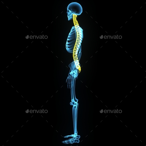 Spinal cord side (Misc) Photo Download