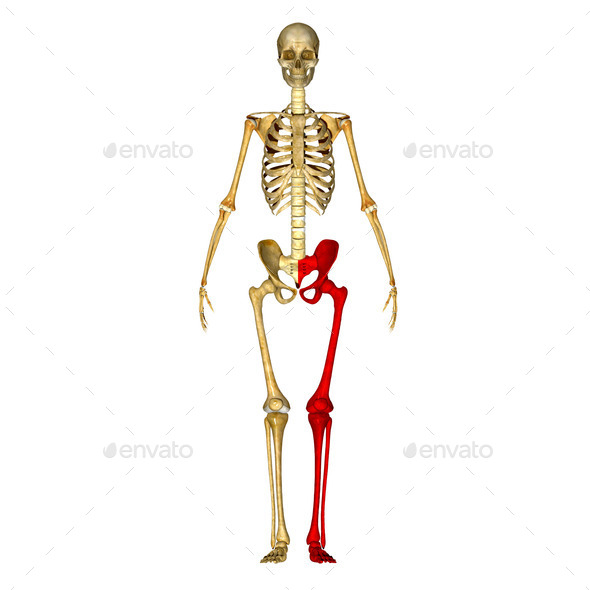 Left Lower Limb (Misc) Photo Download