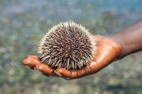 sea hedgehog lays on a man27;s hand
