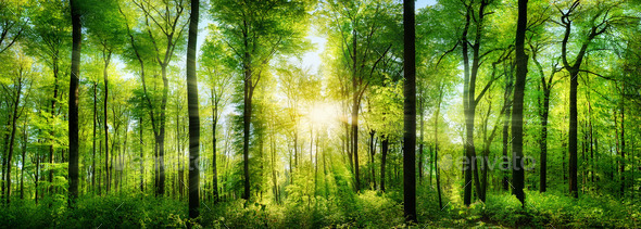 Forest panorama with rays of sunlight