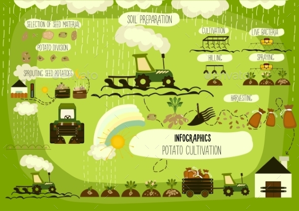 GraphicRiver Potato Cultivation Infographics 11400522 GraphicRiver Potato Cultivation Infographics 11400522