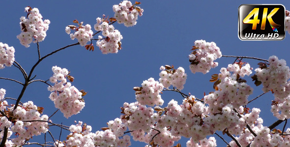 Flowers on Tree Flowers on Tree