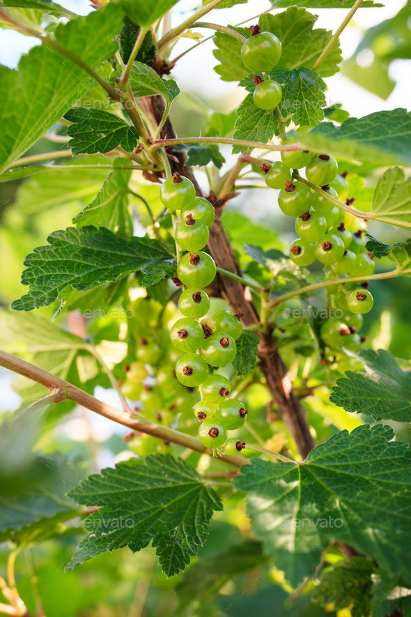 Red currant berries ripening on bush (Misc) Photo Download