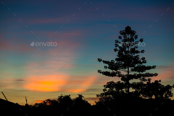 Colorful sunset clouds and tree silhouettes (Misc) Photo Download