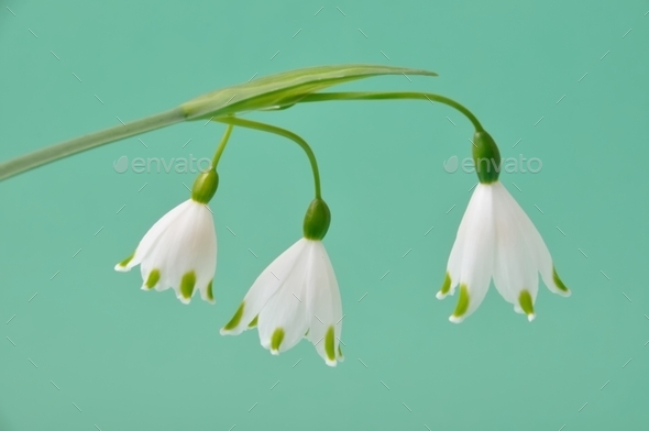 leucojum vernum (Misc) Photo Download