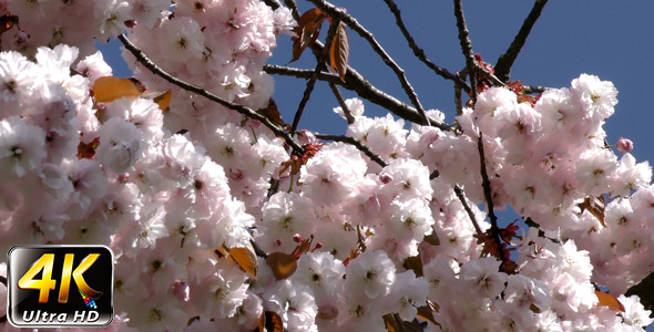 Flowers on Tree 2 Flowers on Tree 2